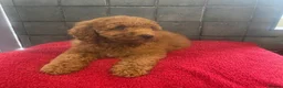 Miniature Poodle dogs for sale: Stunning miniature poodle  in Rochdale - Advert 9
