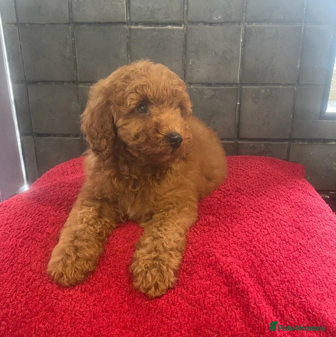 Miniature Poodle dogs for sale: Stunning miniature poodle  in Rochdale - Advert 9