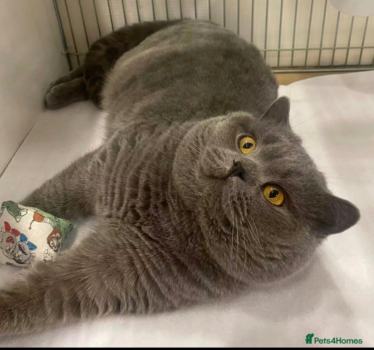 British Shorthair cats British shorthair blue female  - Advert 1