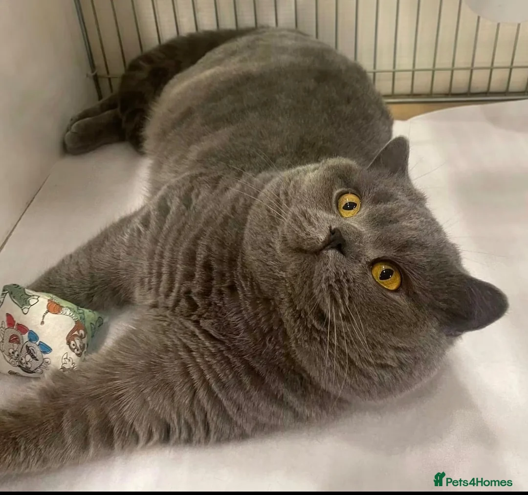 British Shorthair cats for sale: British shorthair blue female  - Advert 1