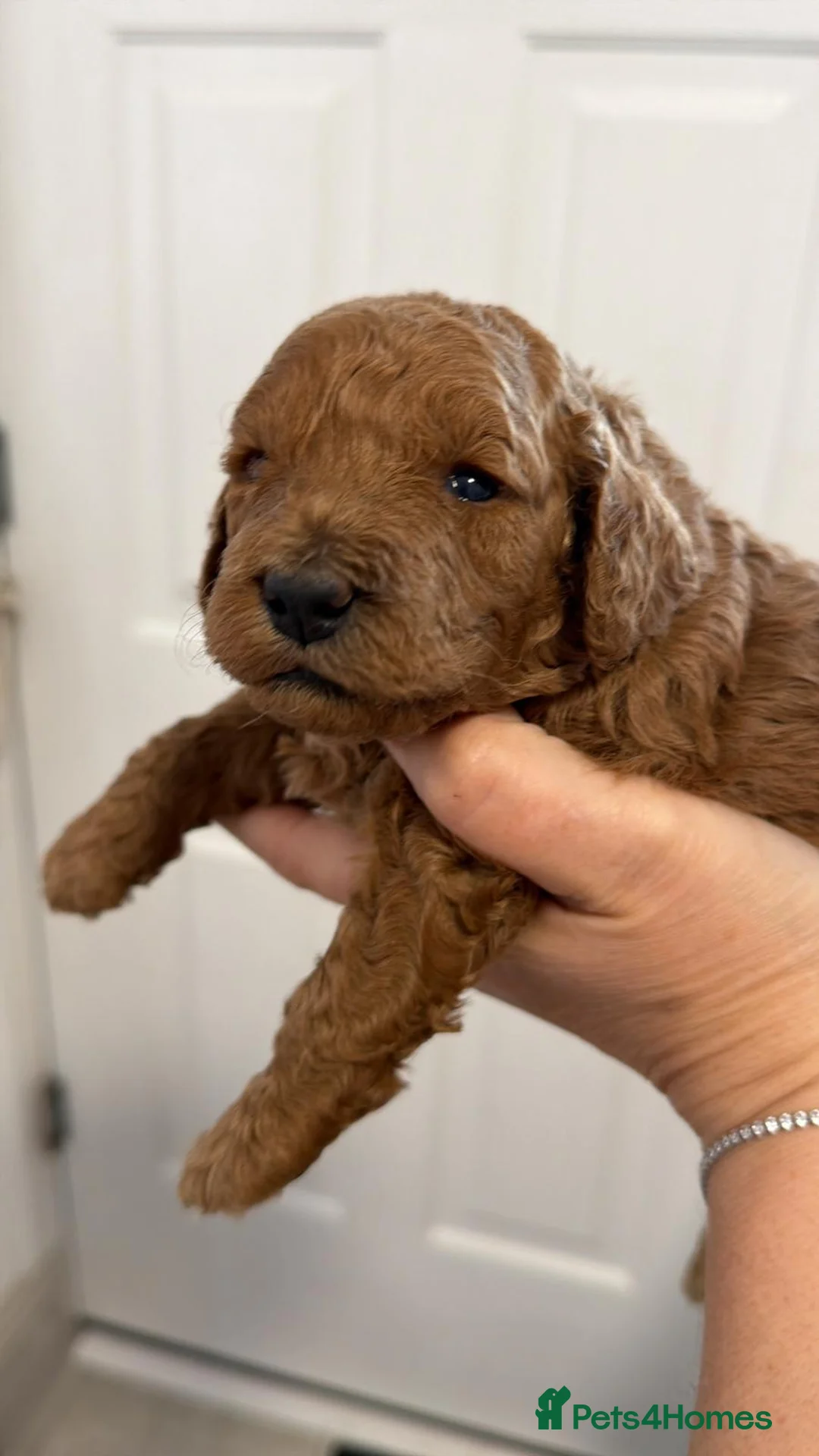 Cockapoo dogs for sale: Laboratory Health tested parents  - Advert 16