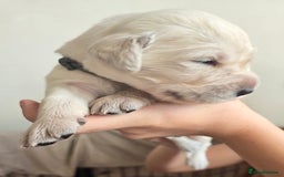 Goldador dogs for sale: Beautiful Goldadors- 2 BOYS LEFT  - Image 3