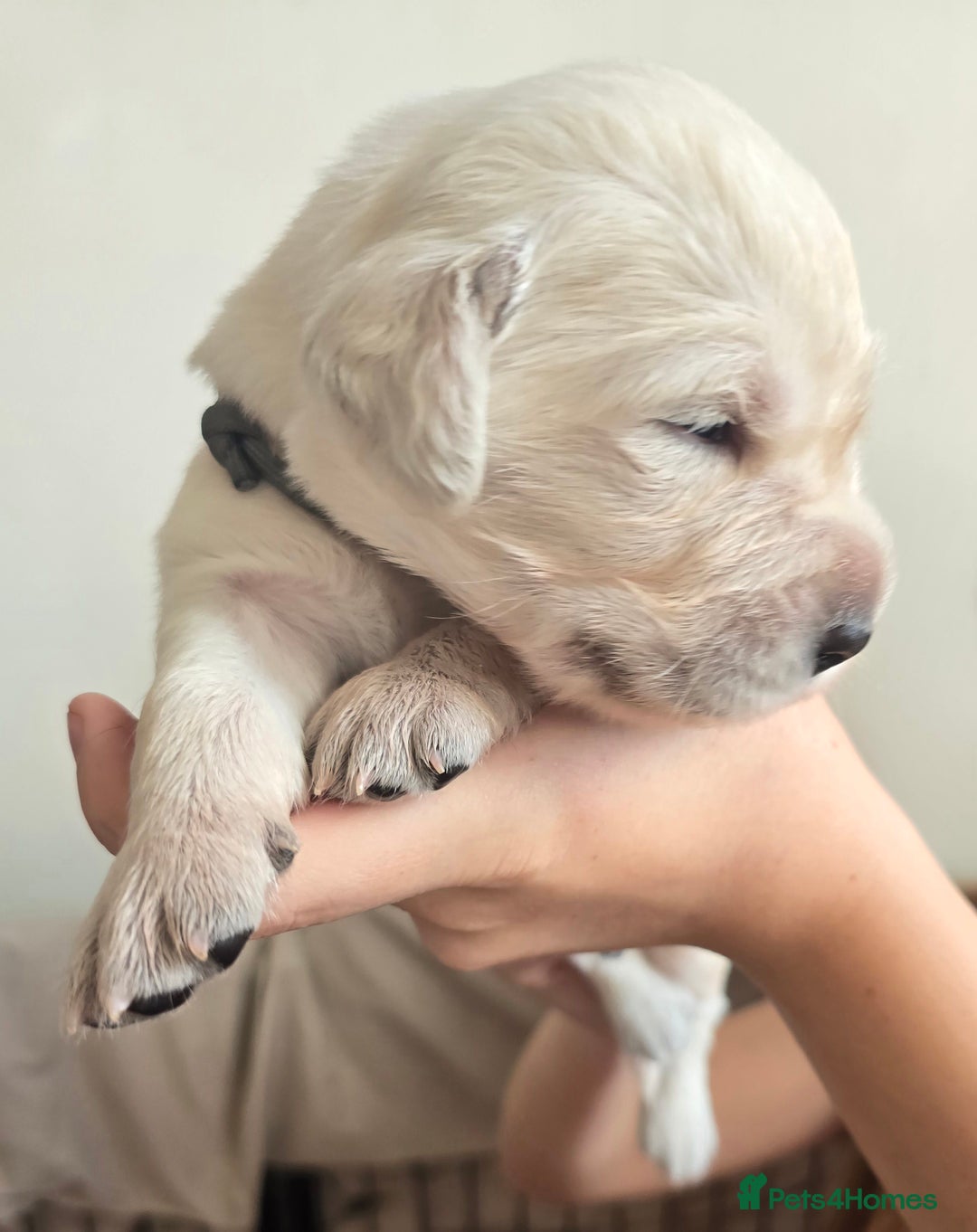 Goldador dogs for sale: Beautiful Goldadors- 2 BOYS LEFT  - Image 3