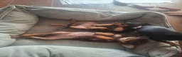 Mixed Breed dogs for sale: Russian Toy Terrier x Miniature Pinscher Puppies - Advert 12