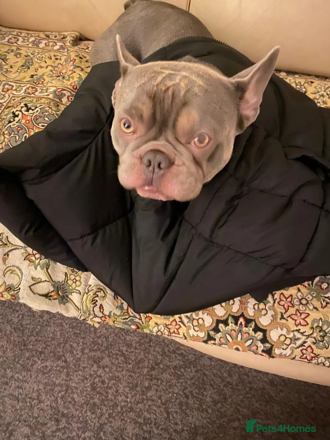 French Bulldog dogs for stud: Stud - French Bulldog - Lilac - Advert 2