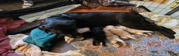 Labrador Retriever dogs for sale: Dave Nunn in Sleaford - Advert 5