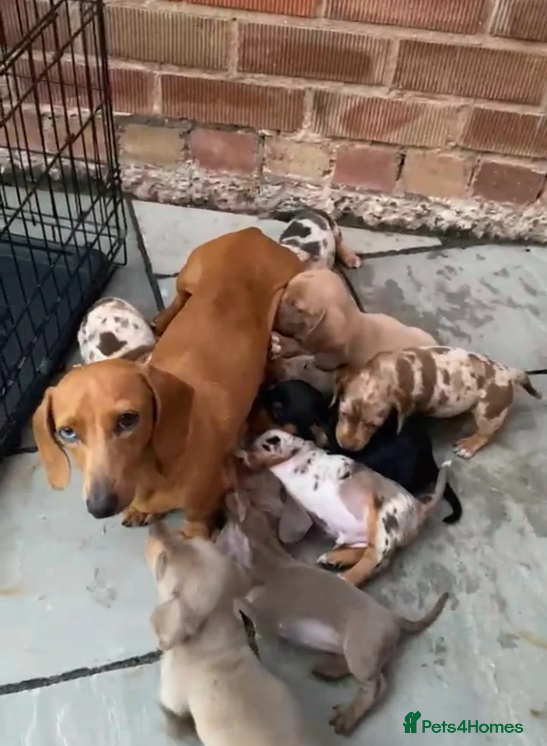 Miniature Dachshund dogs for sale: Adorable miniature Dachshund puppies  - Advert 1