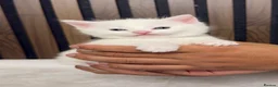 British Longhair cats for sale: 6 Fluffy White or Black Kittens | Ready in 3 Days! - Advert 27
