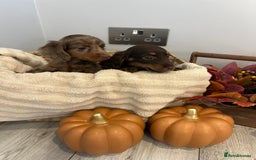 Miniature Dachshund dogs for sale: Beautiful miniature dachshund puppies  - Image 23