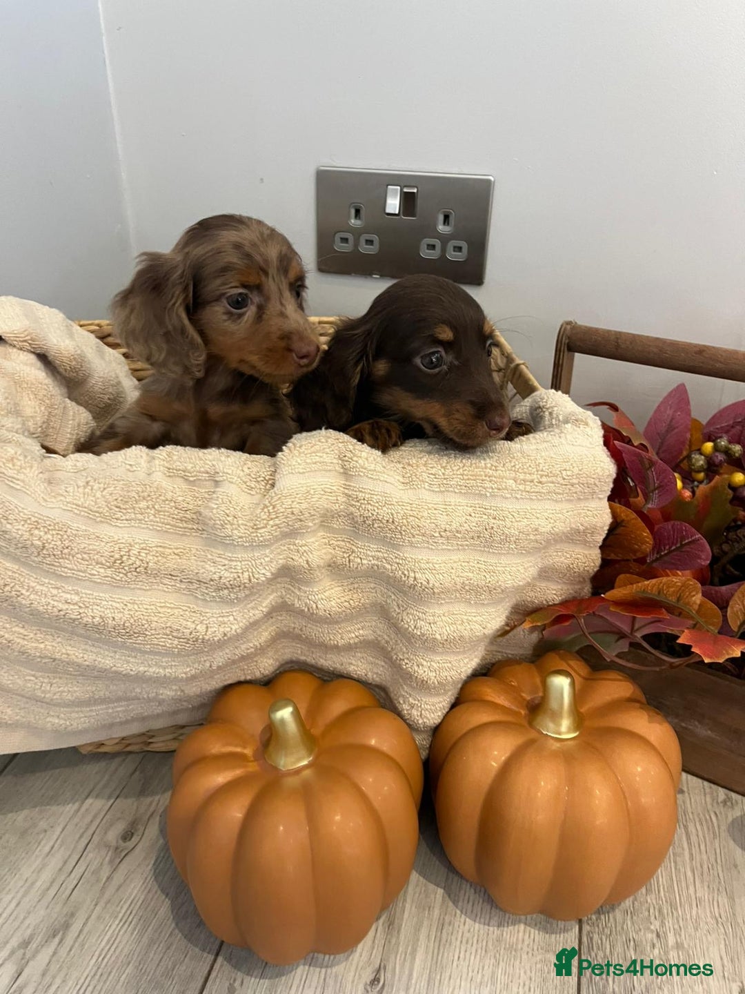 Miniature Dachshund dogs for sale: Beautiful miniature dachshund puppies  - Image 23