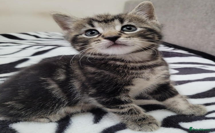 Mixed Breed cats - Advert 1