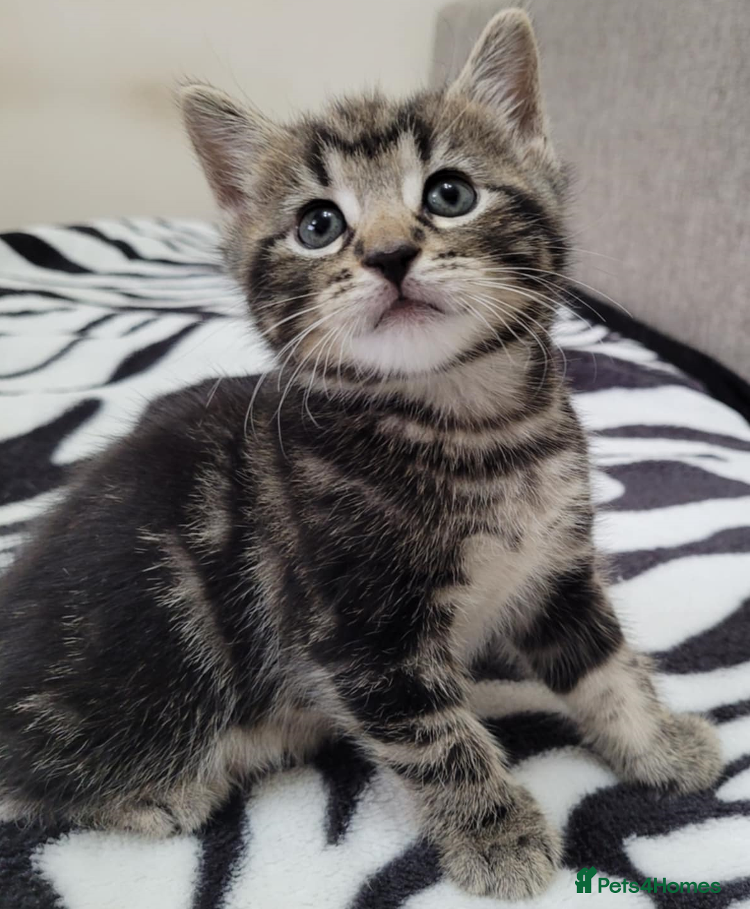 Mixed Breed cats for sale: Beautiful Tabbies and Black kittens - Image 1