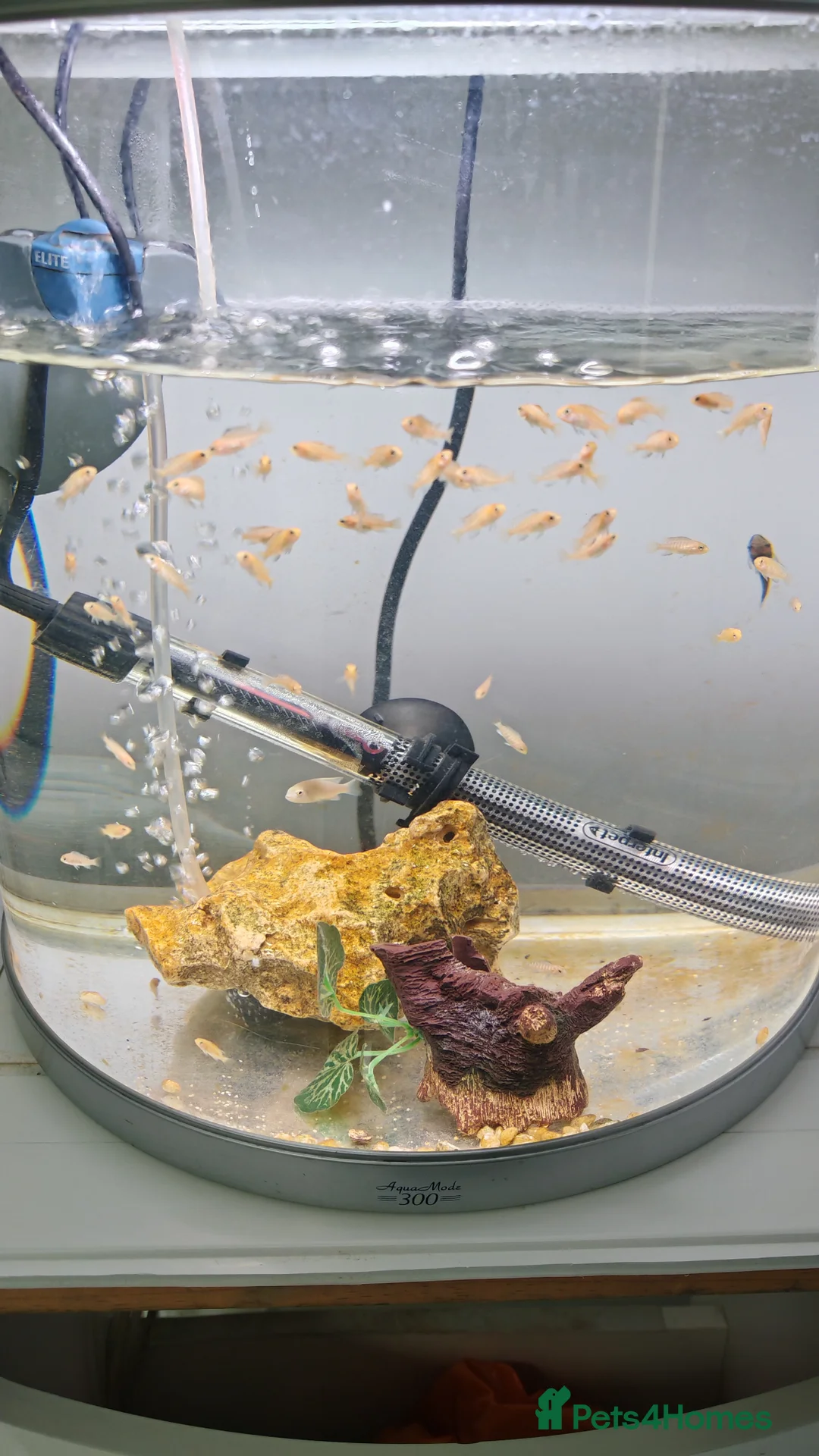 Other/Mixed Breed fish for sale: Mix malawi white cichlids - Advert 2