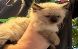 Ragdoll cats for sale: Ragdoll x kittens  - Advert 2