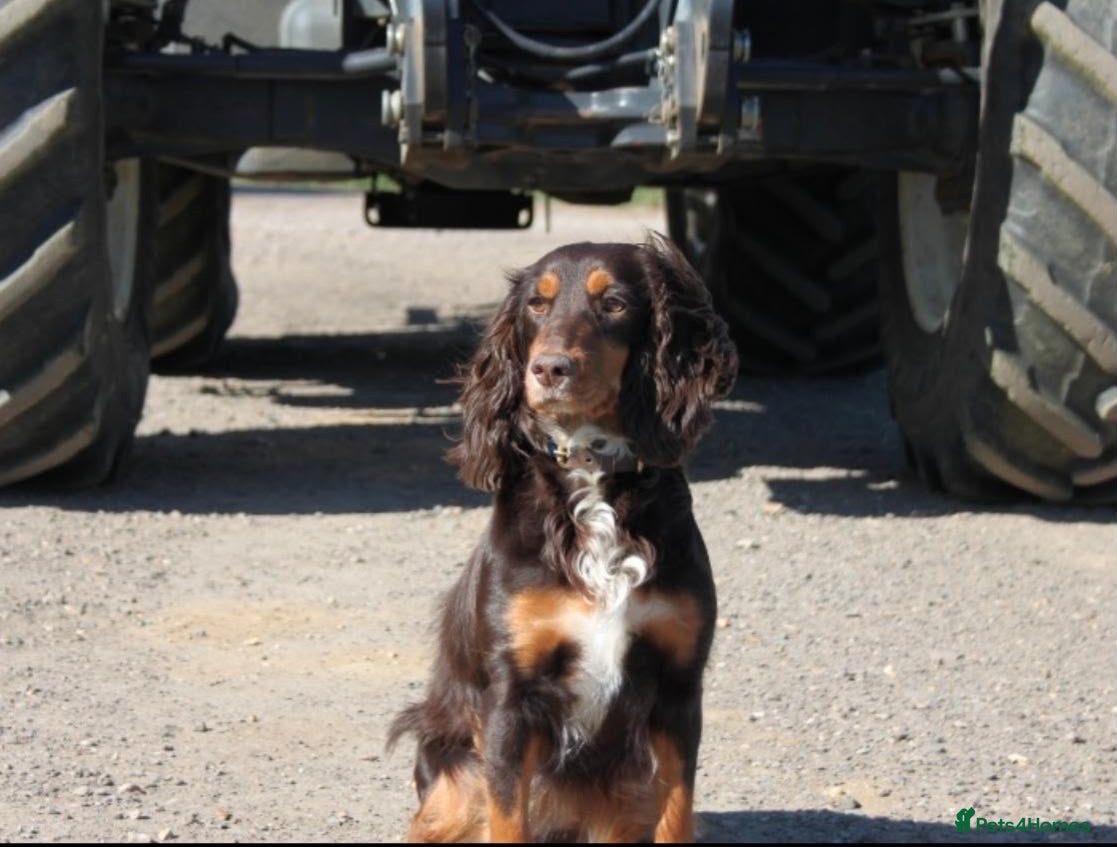 Cocker Spaniel dogs Beautiful Working Cocker Spaniel puppies  - Advert 1