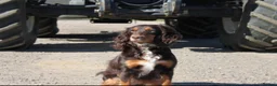 Cocker Spaniel dogs for sale: Beautiful Working Cocker Spaniel puppies  in Braintree - Advert 1