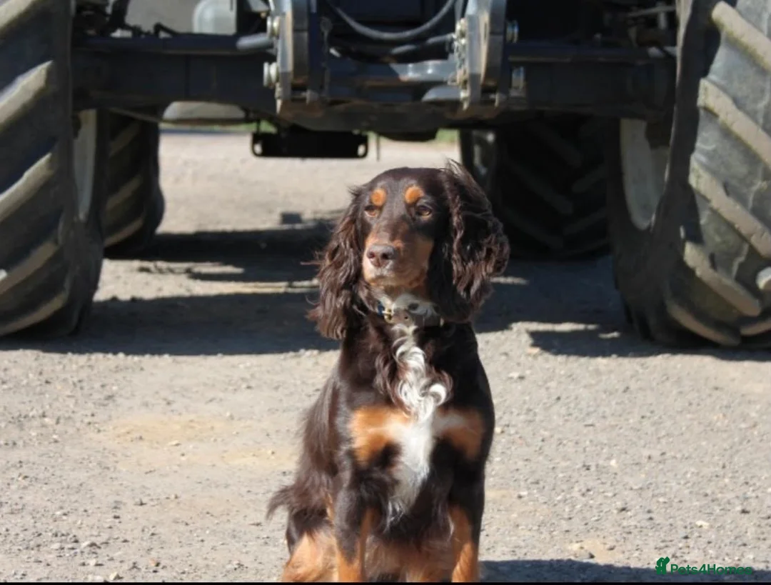 Cocker Spaniel dogs for sale: Beautiful Working Cocker Spaniel puppies  in Braintree - Advert 1