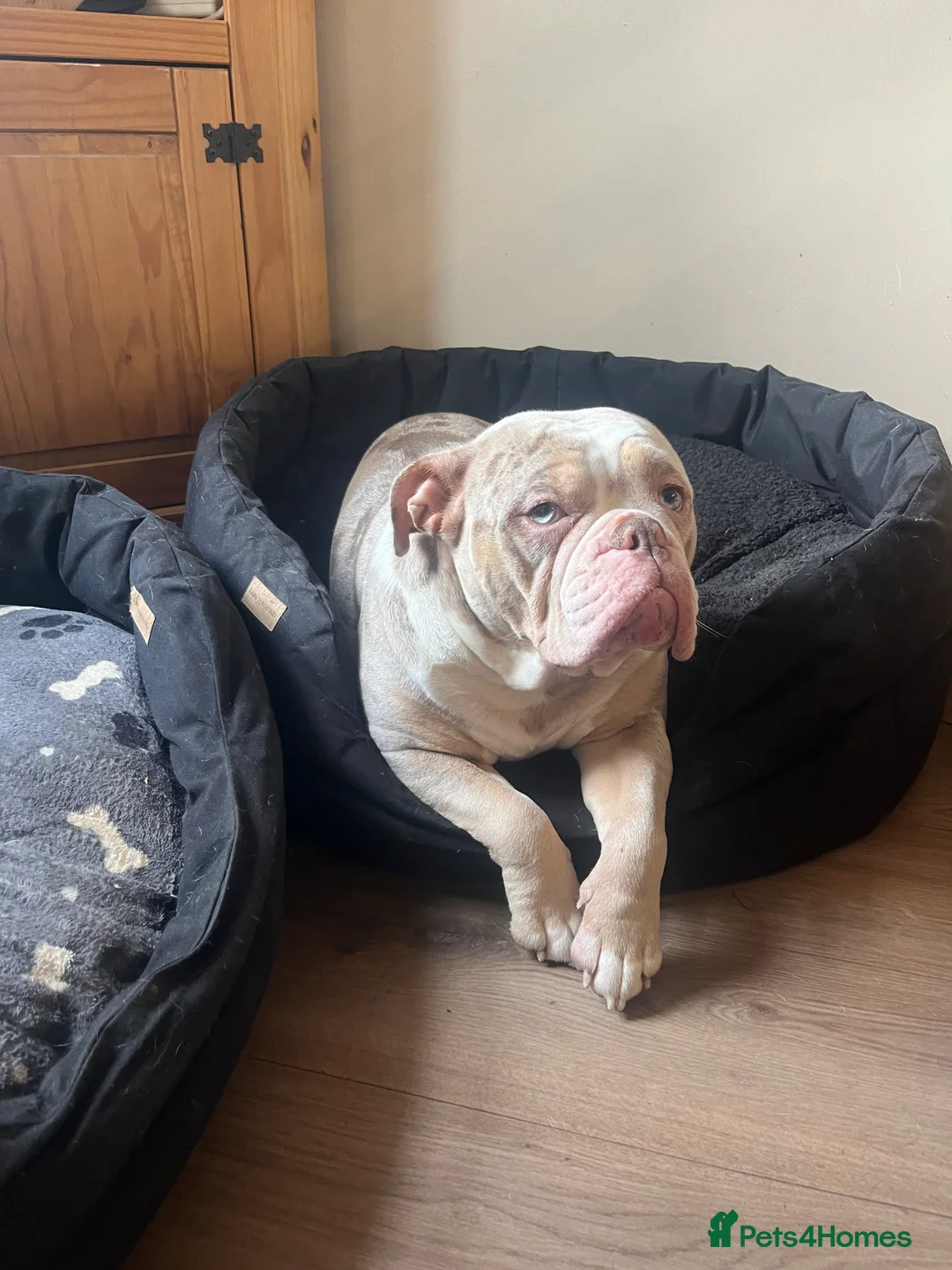Olde English Bulldogge dogs for sale: Olde English bulldogge 2 years old in Lincoln - Advert 2