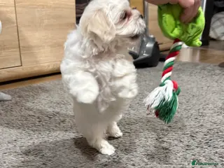 Maltese dogs Ready for a new home - Advert 4