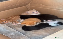 Mixed Breed cats for sale: Beautiful mixed colour kittens  - Image 5