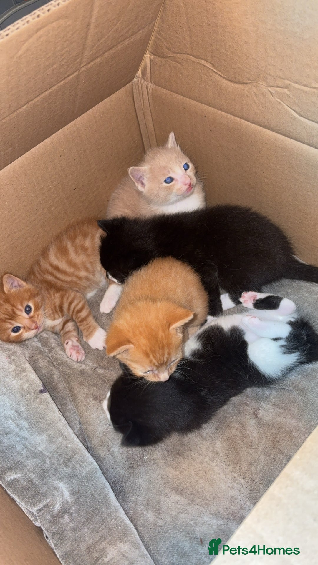 Mixed Breed cats for sale: Beautiful mixed colour kittens  - Image 5