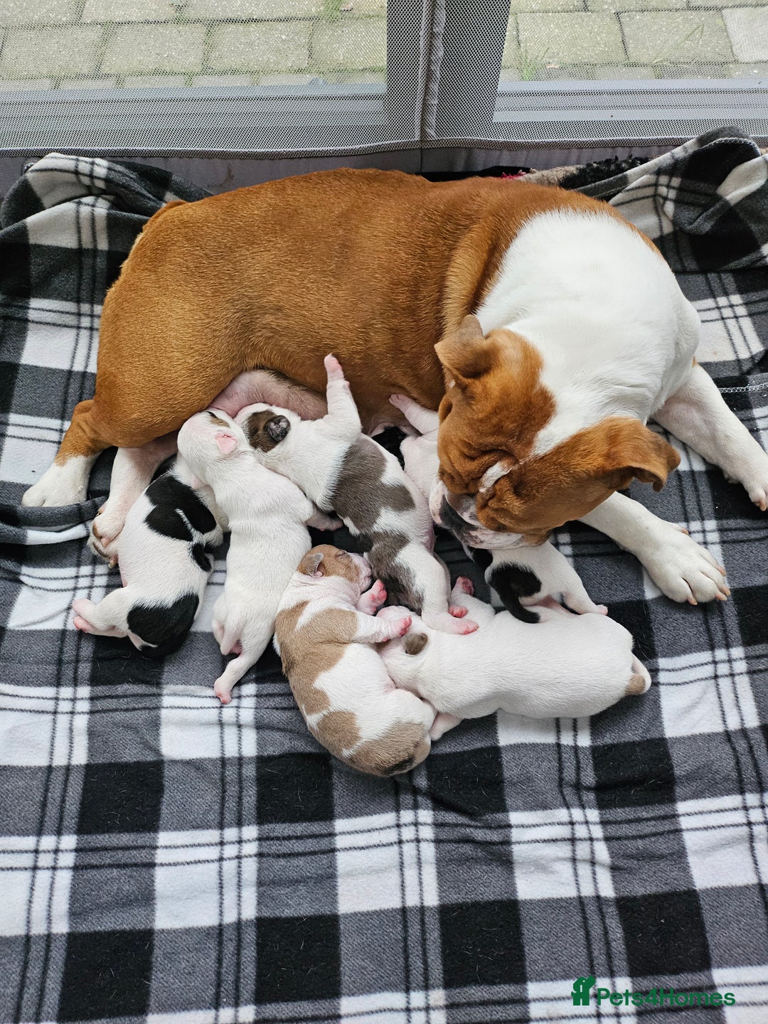 Mixed Breed dogs for sale: English Bulldog Staff Mix (Old Tyme Bulldog) - Image 14