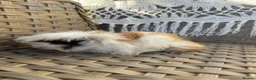 Guinea Pig rodents for sale: 2 very pretty female guinea pigs  - Advert 6