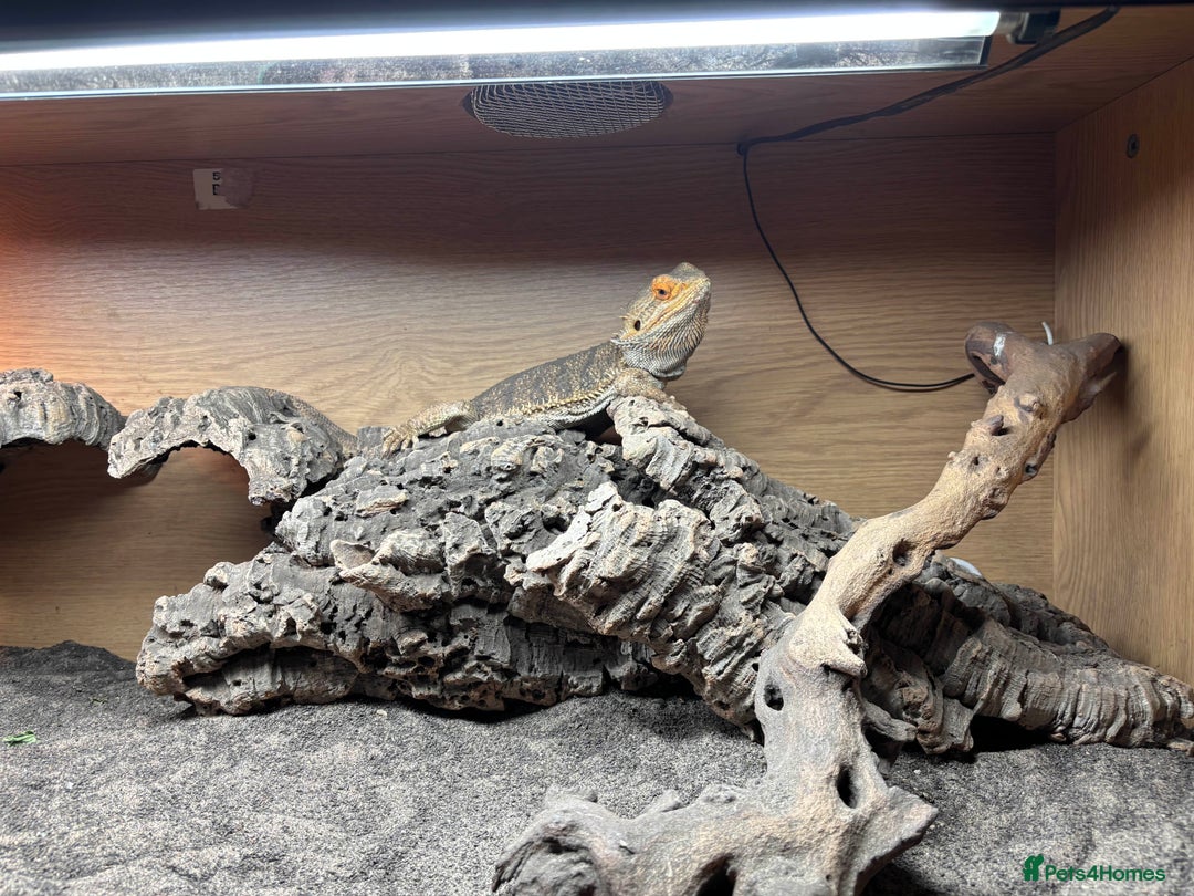 Bearded Dragon reptiles for sale: Bearded Dragon - Advert 1