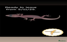 Leopard Gecko reptiles for sale: Baby leopard geckos for sale - Image 3