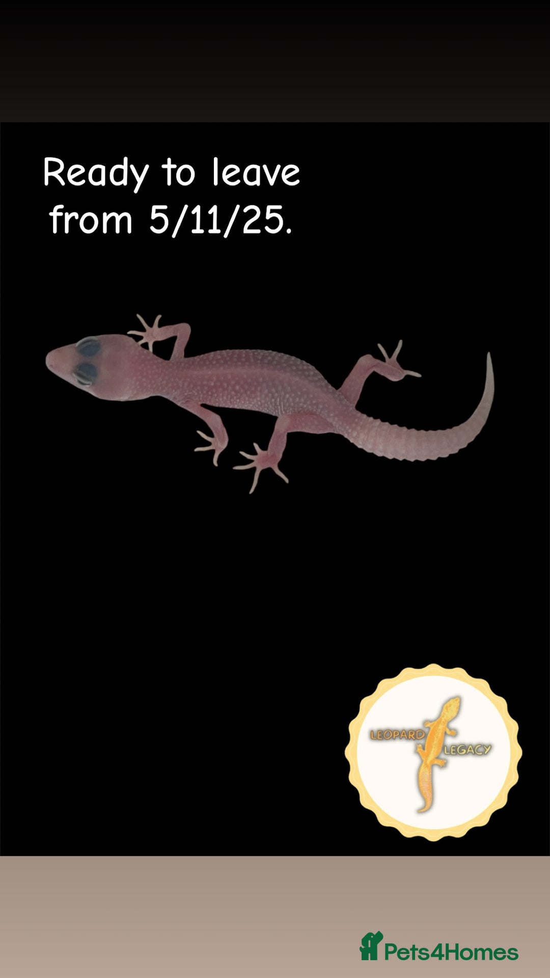 Leopard Gecko reptiles for sale: Baby leopard geckos for sale - Image 3