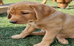 Labrador Retriever dogs for sale: KC Reg Fox-red Lab puppies, working type - Image 15