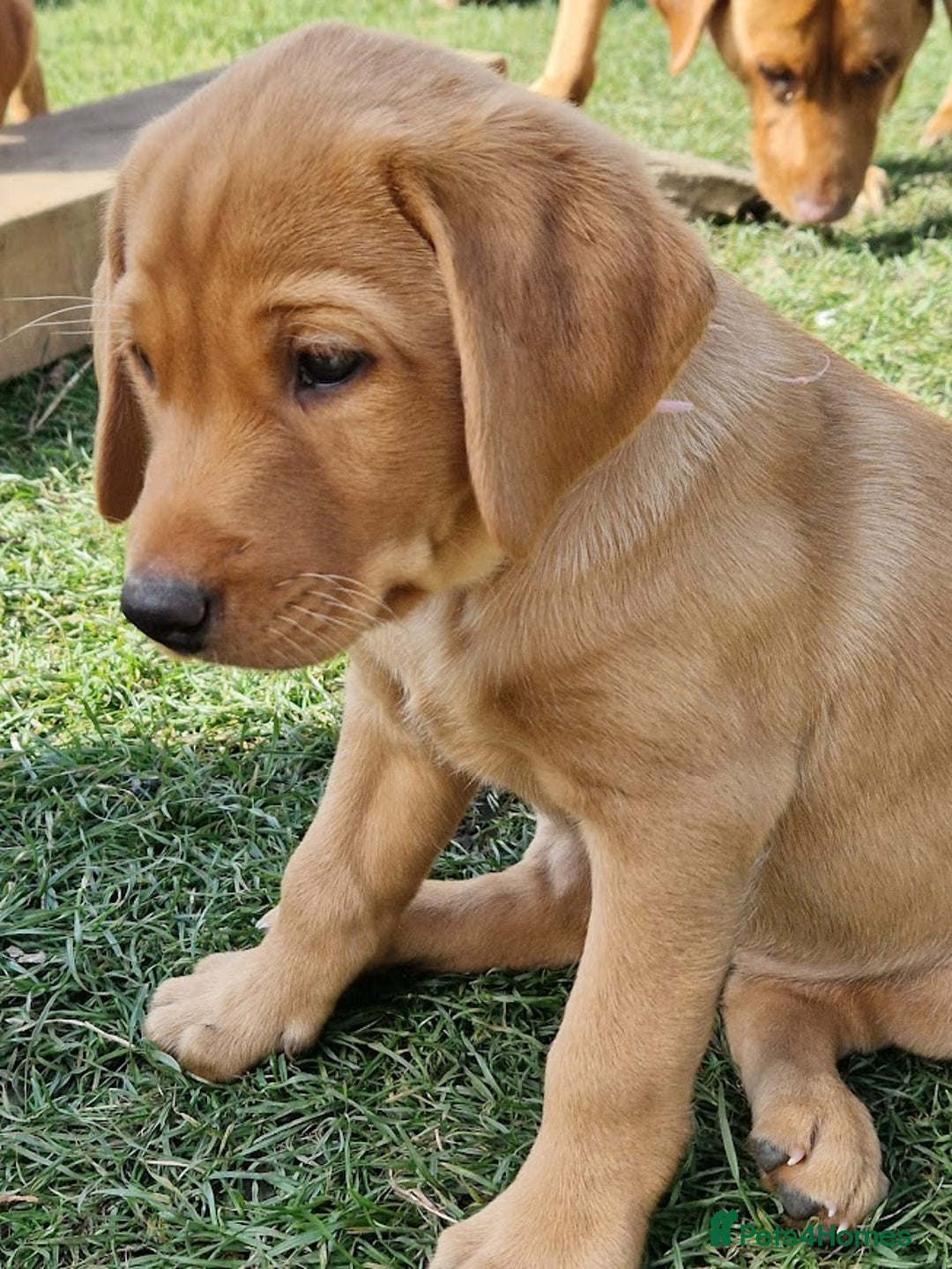 Labrador Retriever dogs for sale: KC Reg Fox-red Lab puppies, working type - Image 15