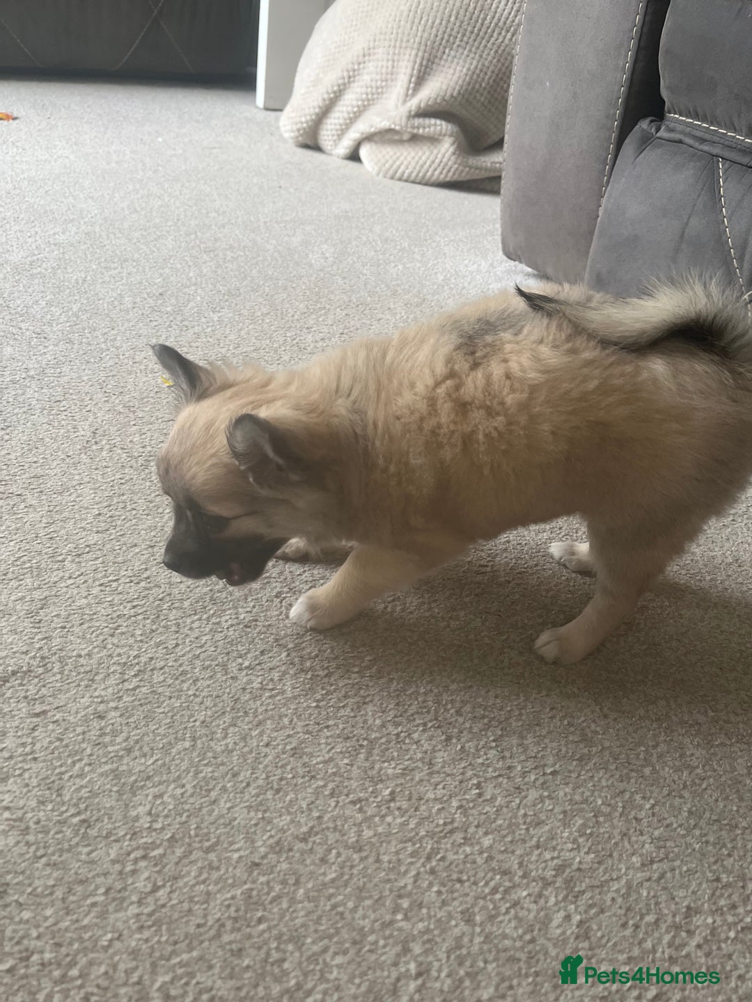 Chihuahua dogs for sale: Long haired chihuahuas READY TO LEAVE NOW. - Image 16