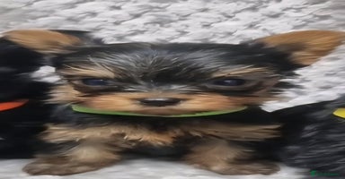 Yorkshire Terrier dogs Yorkshire Terrier  - Advert 4