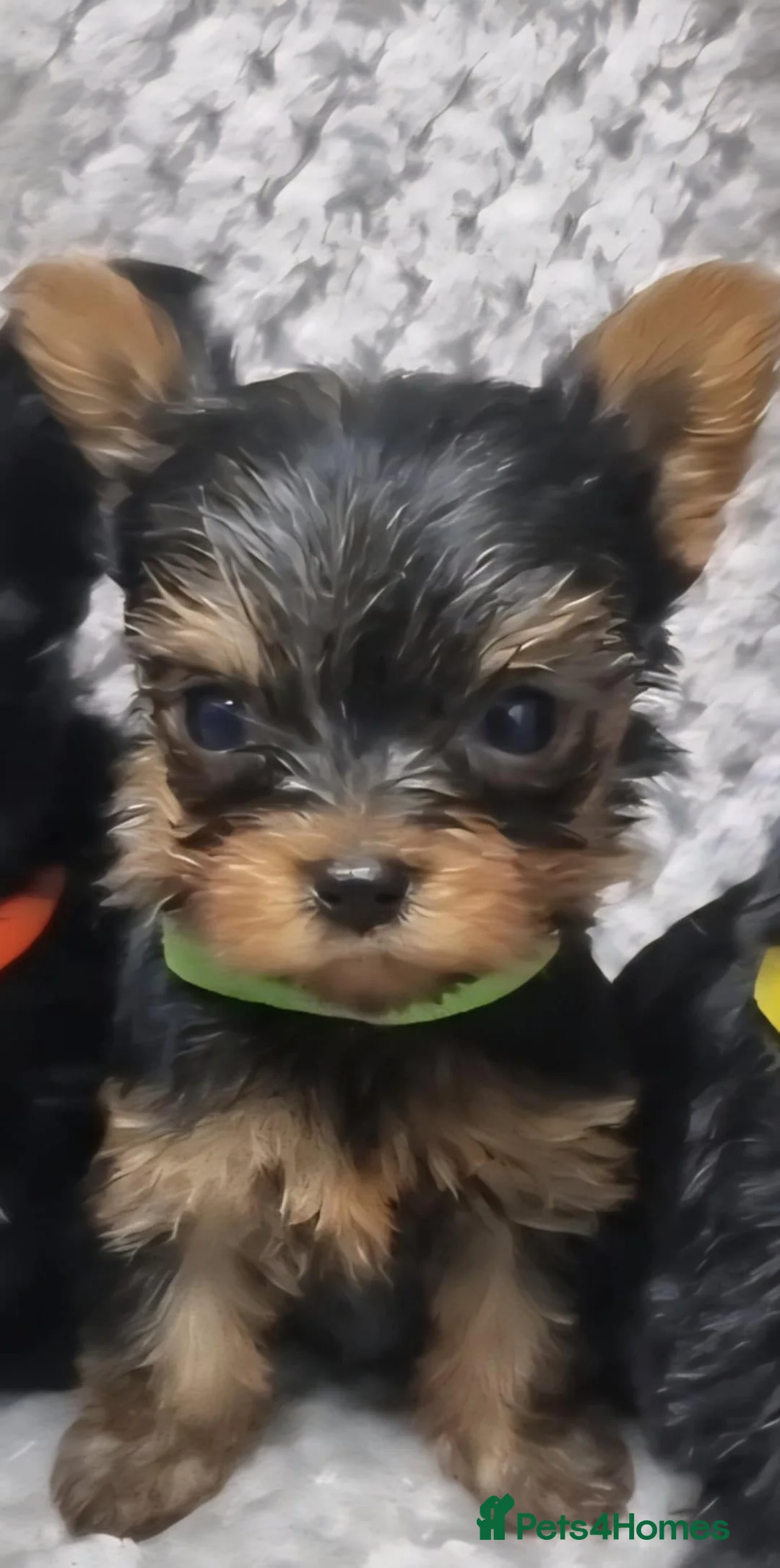 Yorkshire Terrier dogs for sale: Yorkshire Terrier  - Advert 19