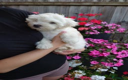 Zuchon dogs for sale: Zuchon Puppies for sale 6 Male and 2 Female  - Image 17