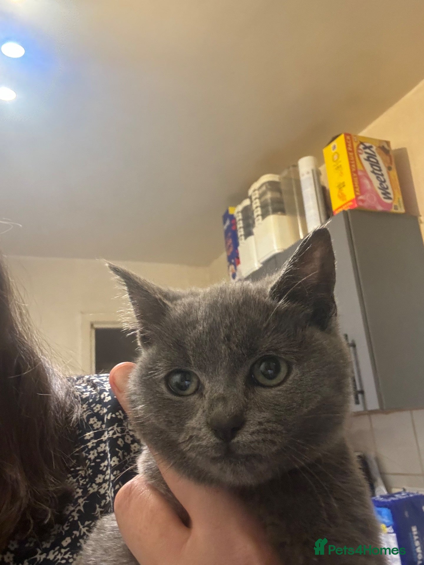 British Shorthair cats for sale: Last little girl available  - Advert 7