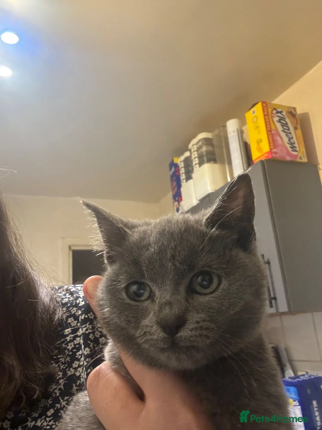 British Shorthair cats for sale: Last little girl available  - Advert 1