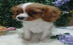 Cavalier King Charles Spaniel dogs for sale: READY kc, health tested girl - Image 3