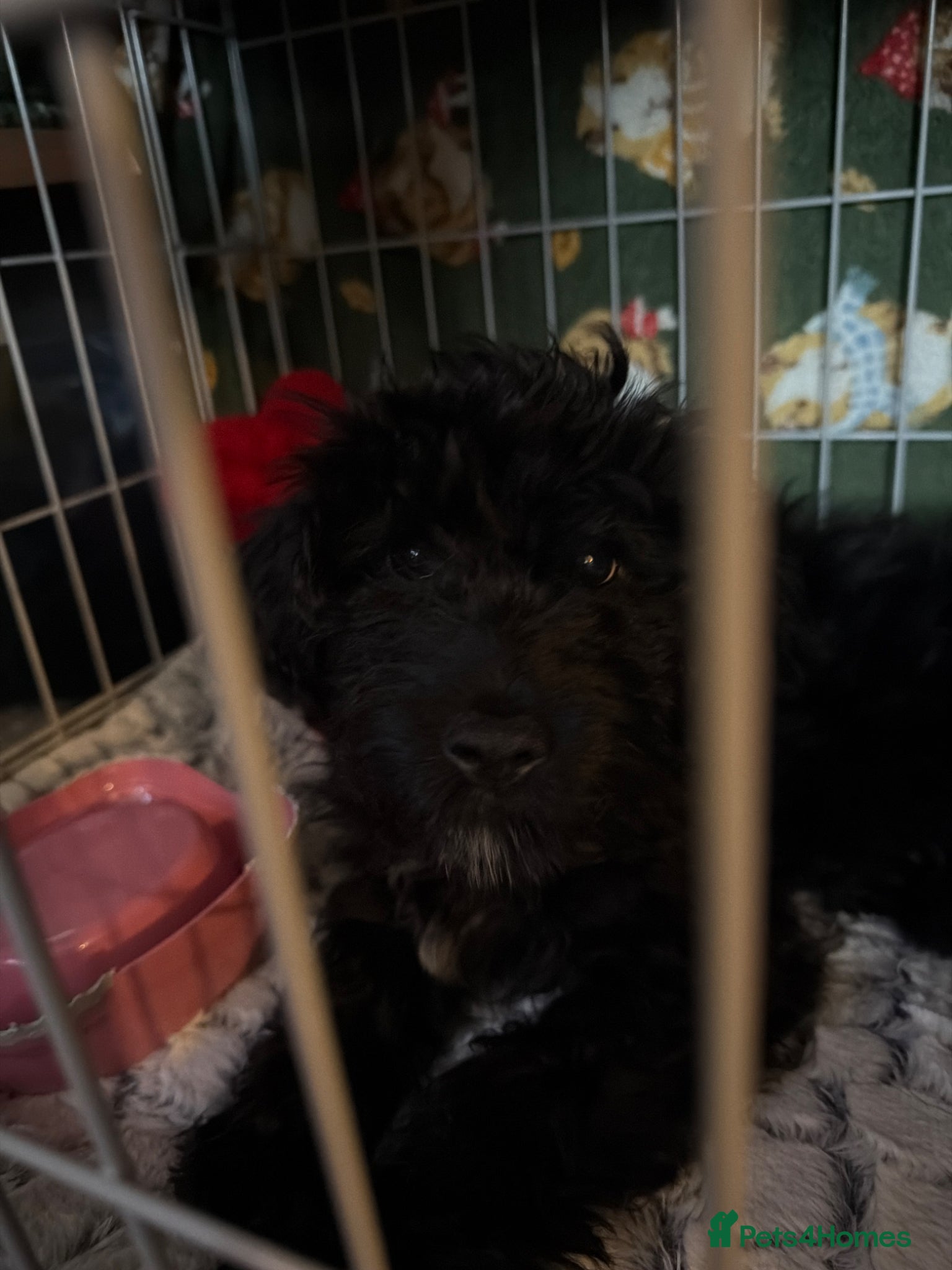 Cockapoo dogs 15WK OLD MALE MINIATURE COCKAPOO - Advert 1