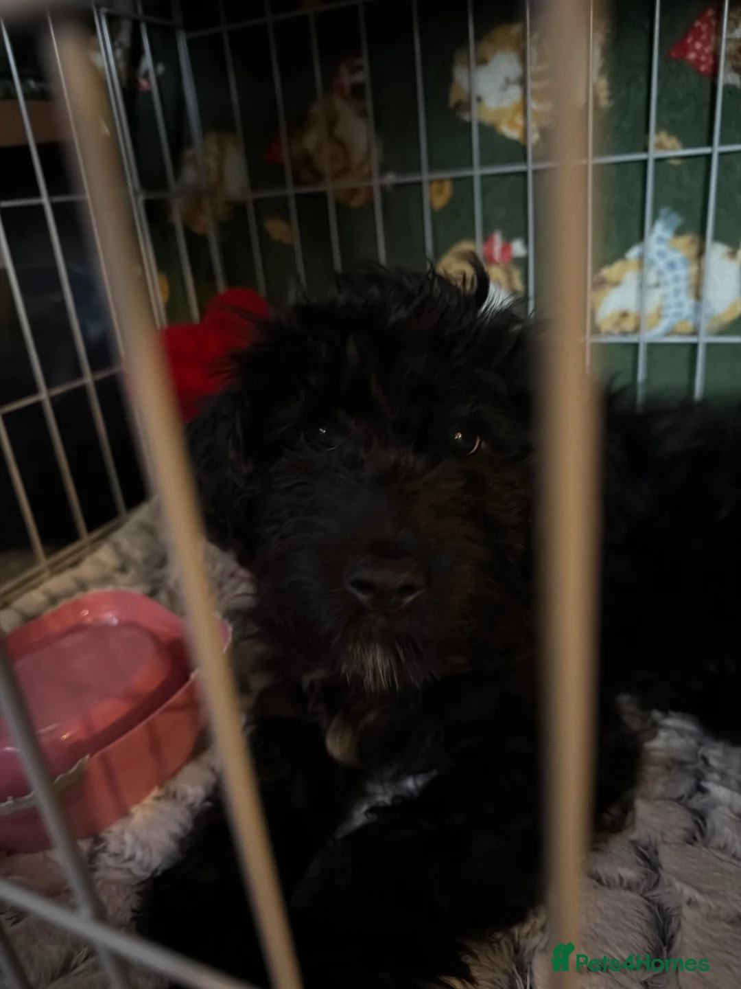 Cockapoo dogs for sale: 15WK OLD MALE MINIATURE COCKAPOO - Advert 1