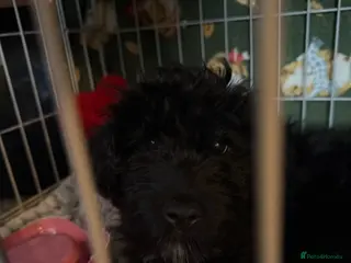 Cockapoo dogs 15WK OLD MALE MINIATURE COCKAPOO - Advert 1