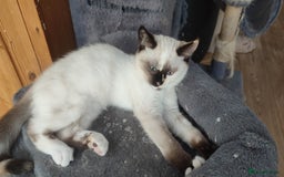British Shorthair cats for sale: Adorable kittens  in Great Missenden - Image 16