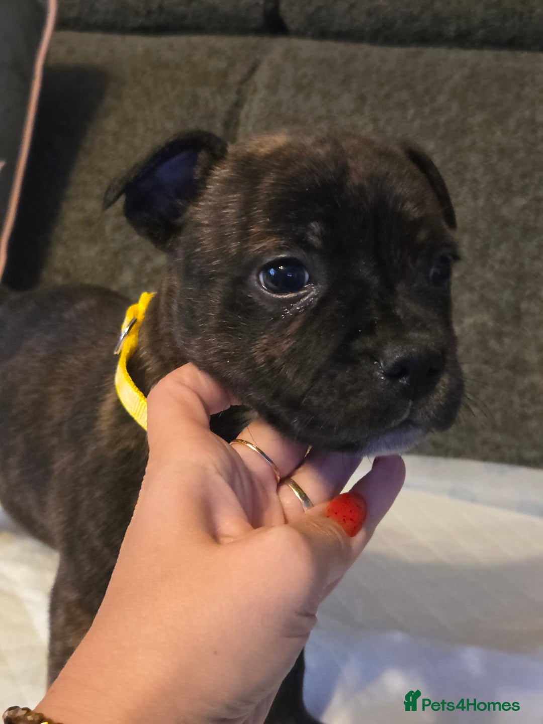 Staffordshire Bull Terrier dogs for sale: Red blue brindle Puppys Staffordshire bull terier  - Advert 23