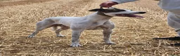 Lurcher dogs for stud: half cross bull greyhound - Advert 6