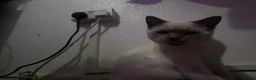 British Shorthair cats for stud: British Shorthair for Stud! - Advert 2