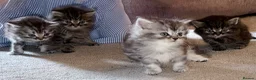 Persian cats for sale: READY TO LEAVE - Female Persian Kitten  - Advert 10