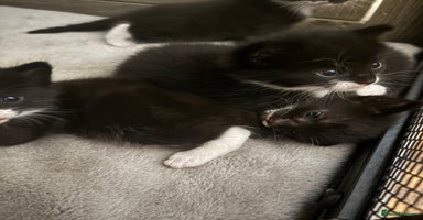 Mixed Breed cats - Advert 4