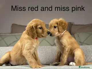 Goldendoodle dogs Healthy Gorgeous sweet natured puppies - Advert 7