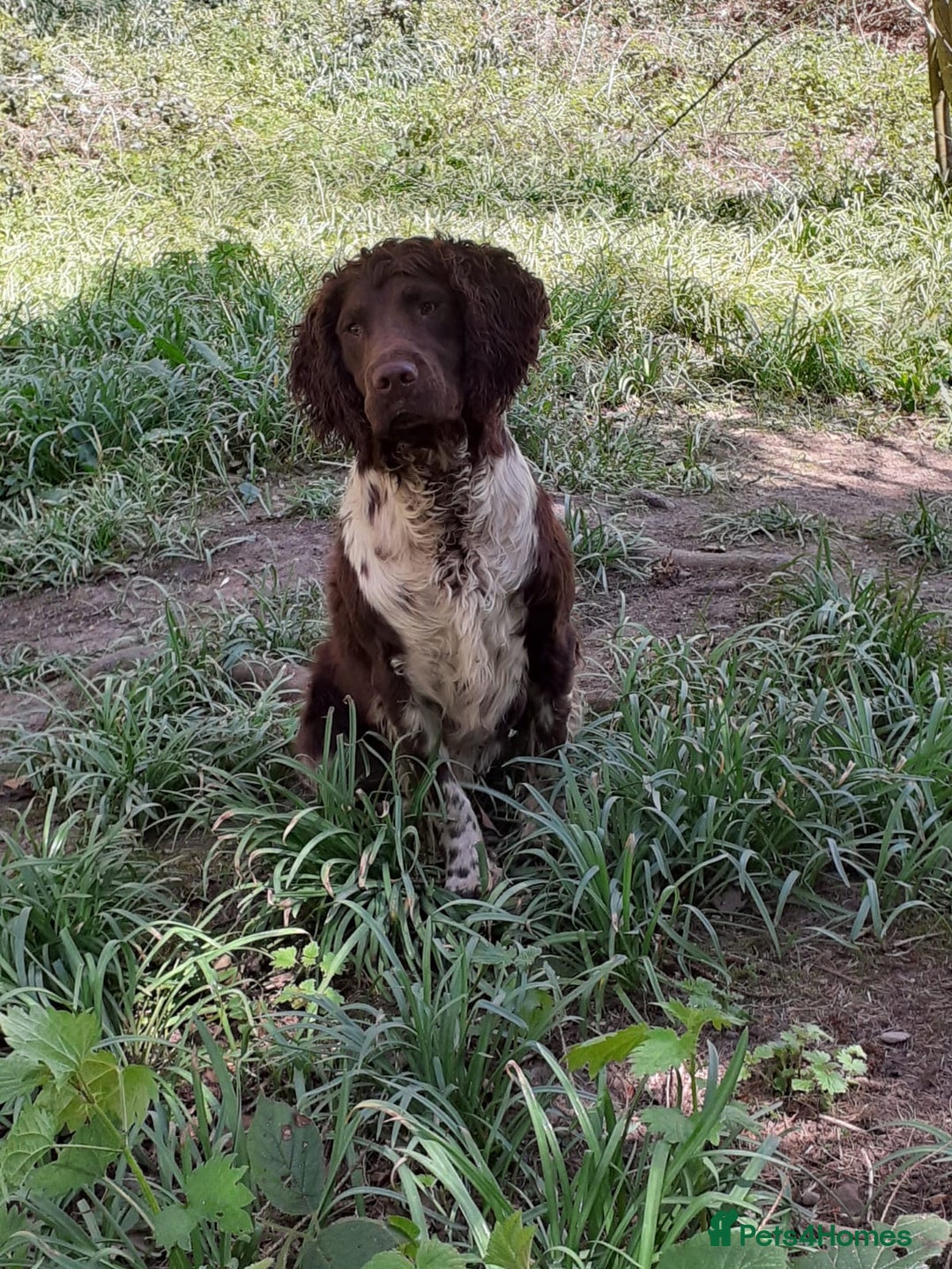 English Springer Spaniel dogs for stud: Full Health Tested Springer Spaniel For Stud in Craven Arms - Image 2